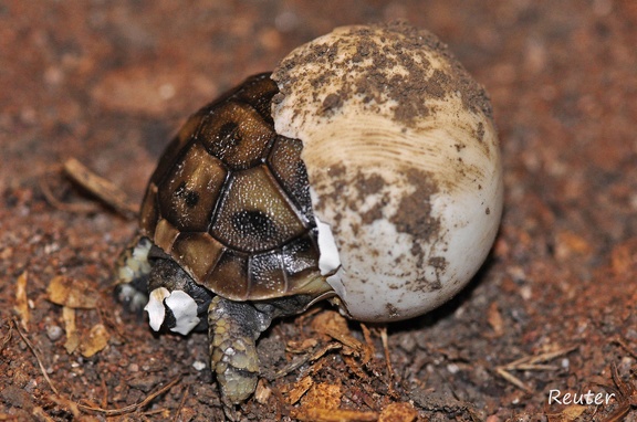 Griechische Landschildkröte (Testudo hermanni boettgeri)